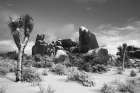 Winter storm-Joshua Tree National Park-California Art Print
